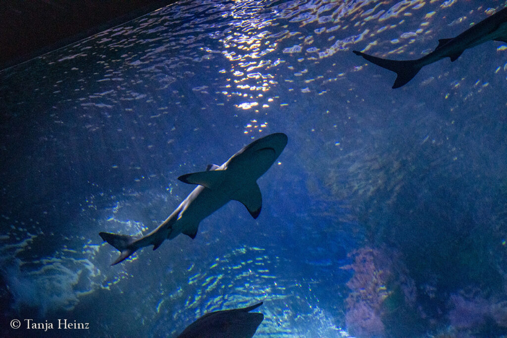 The Oceanographic Museum in Monaco