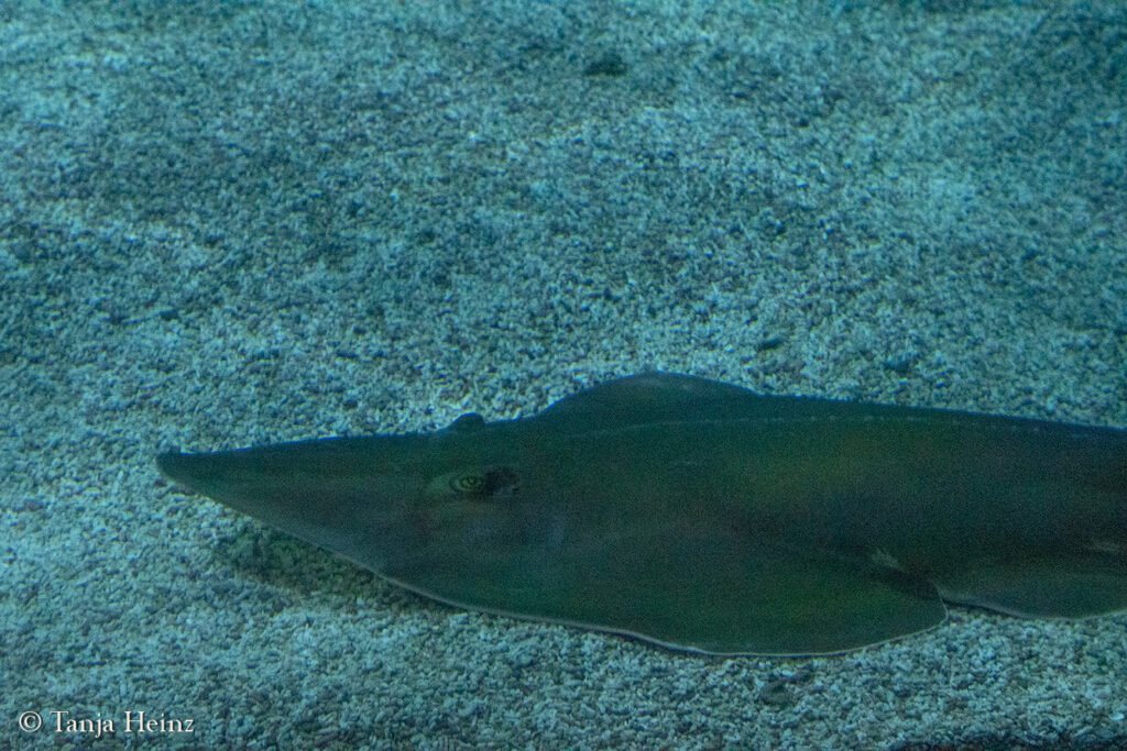 The Oceanographic Museum in Monaco