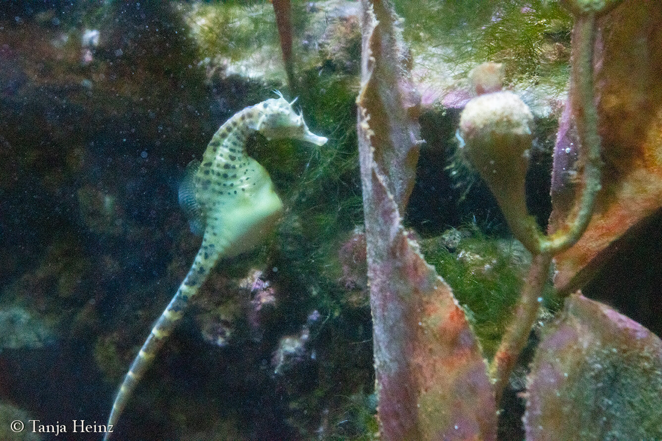 Das Ozeanographische Museum in Monaco