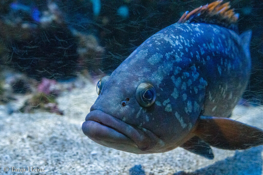 The Oceanographic Museum in Monaco