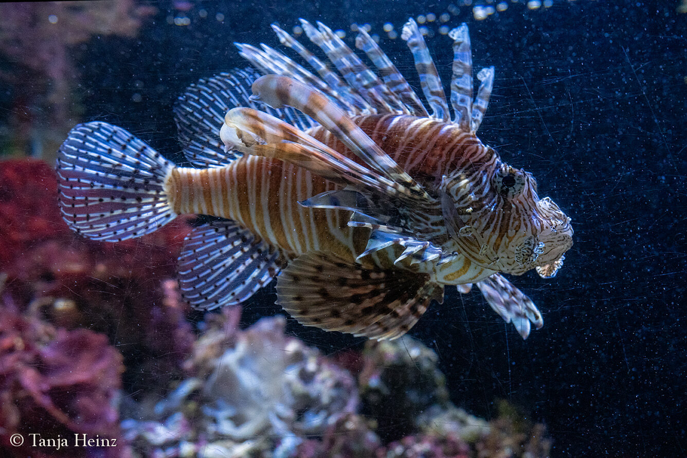 Das Ozeanographische Museum in Monaco