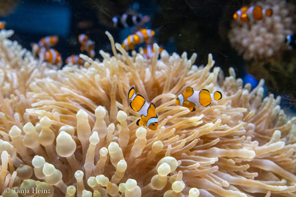 The Oceanographic Museum in Monaco