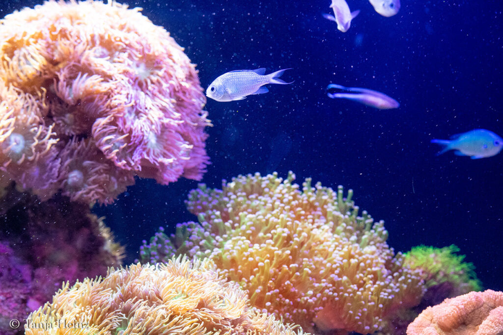 The Oceanicgraphic Museum in Monaco