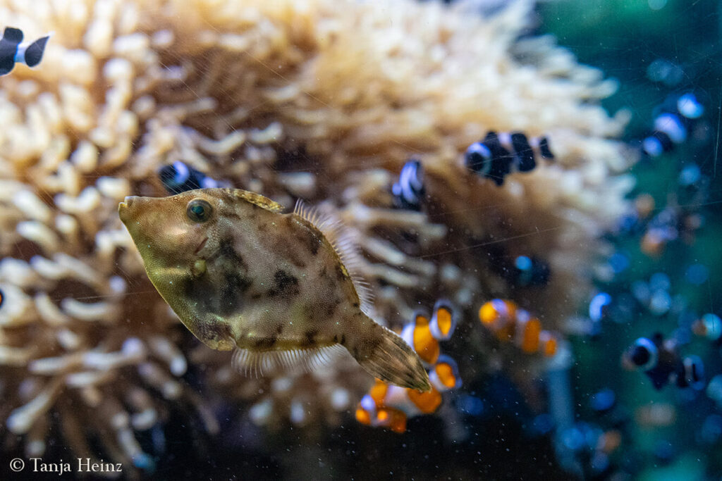 The Oceanographic Museum in Monaco