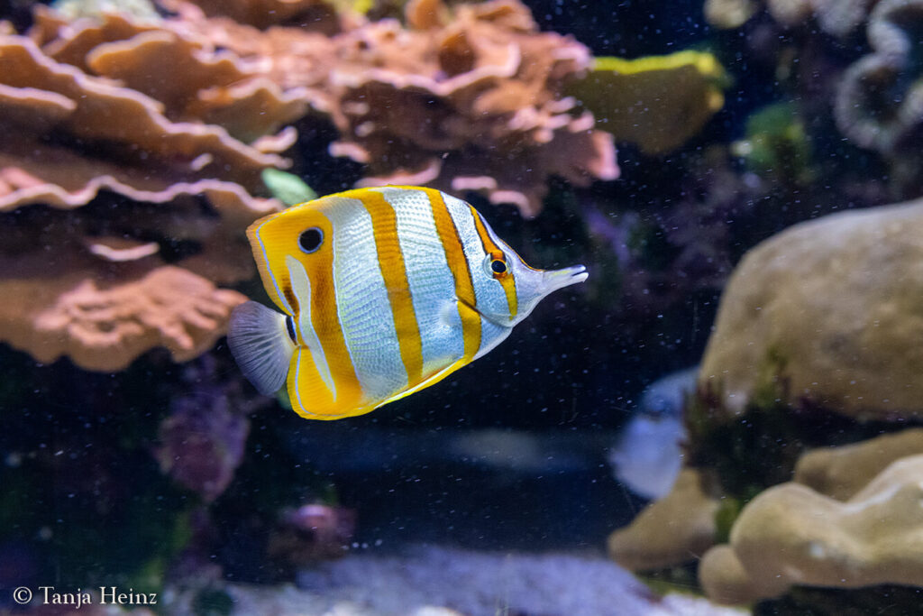The Oceanographic Museum in Monaco