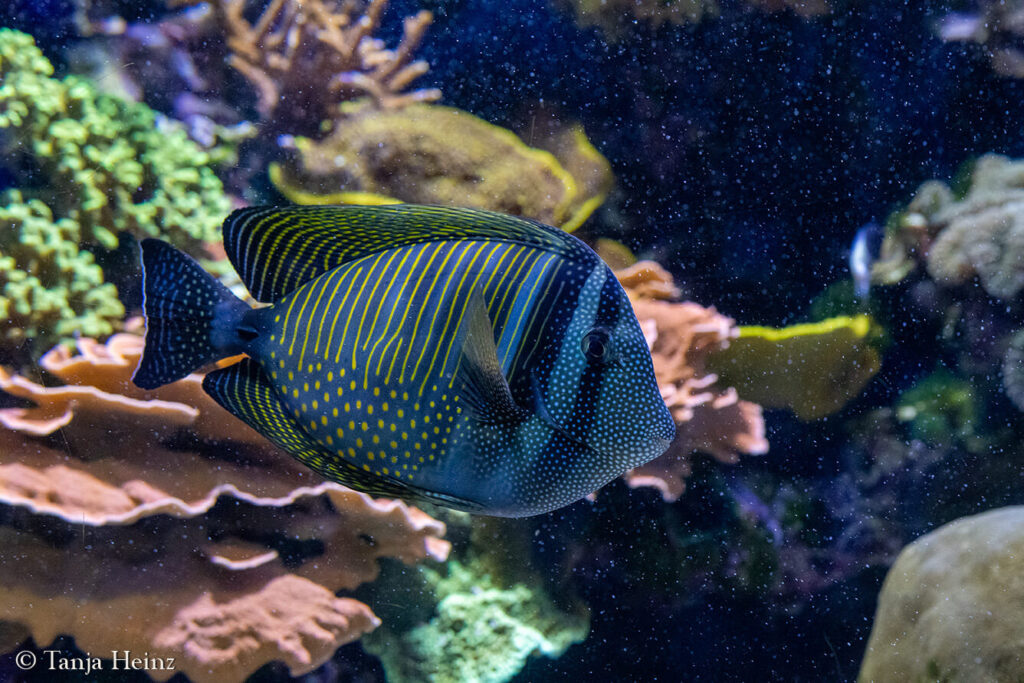 The Oceanographic Museum in Monaco