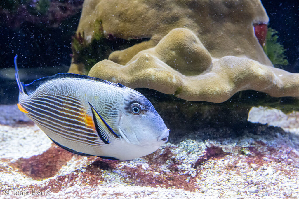 The Oceanographic Museum in Monaco