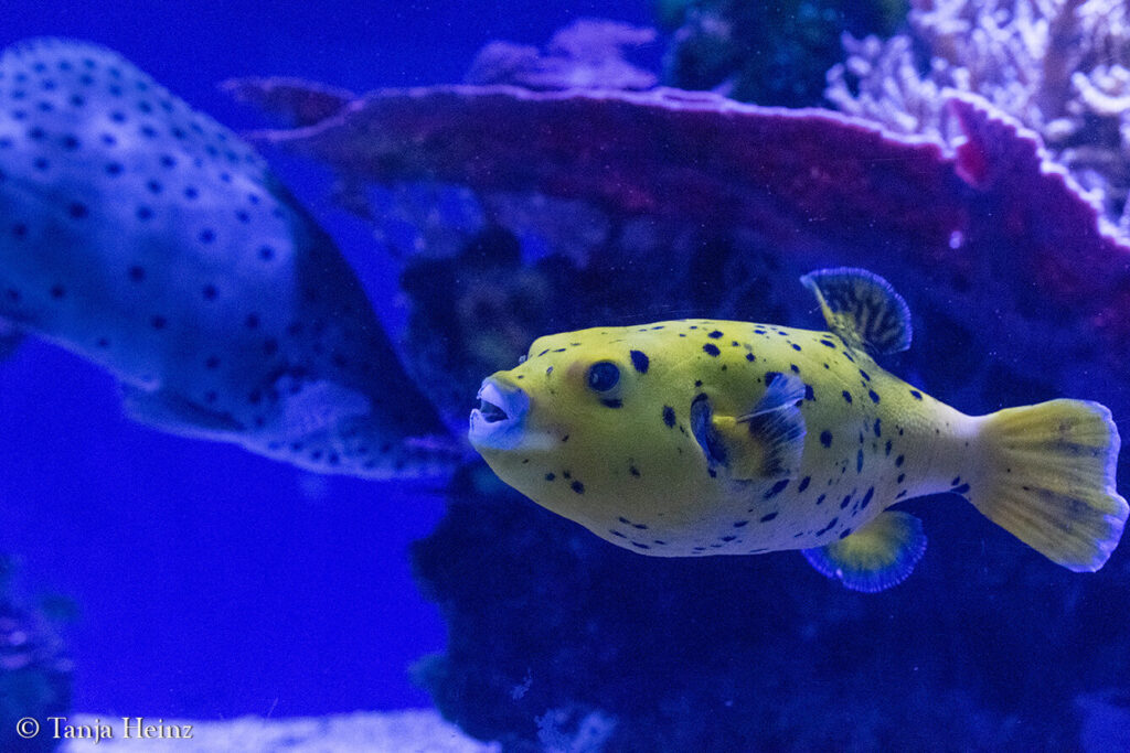 The Oceanographic Museum in Monaco