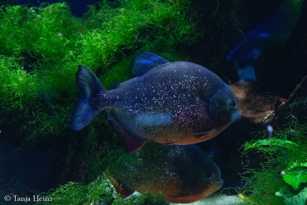 The Oceanographic Museum in Monaco