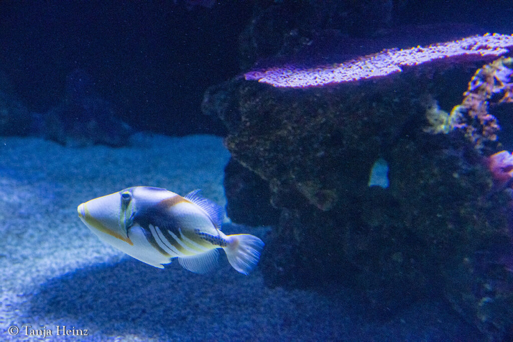 The Oceanographic Museum in Monaco