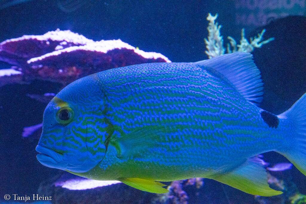 The Oceanographic Museum in Monaco