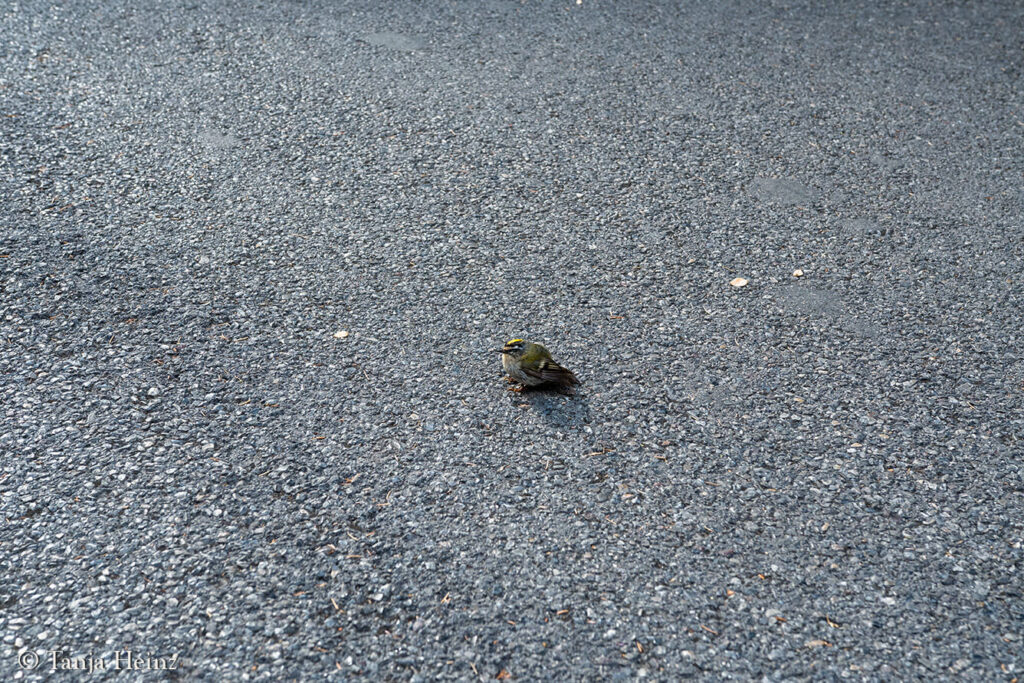 common firecrest