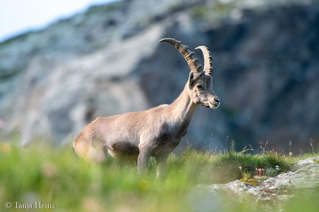 Ibexes around the Grossglockner