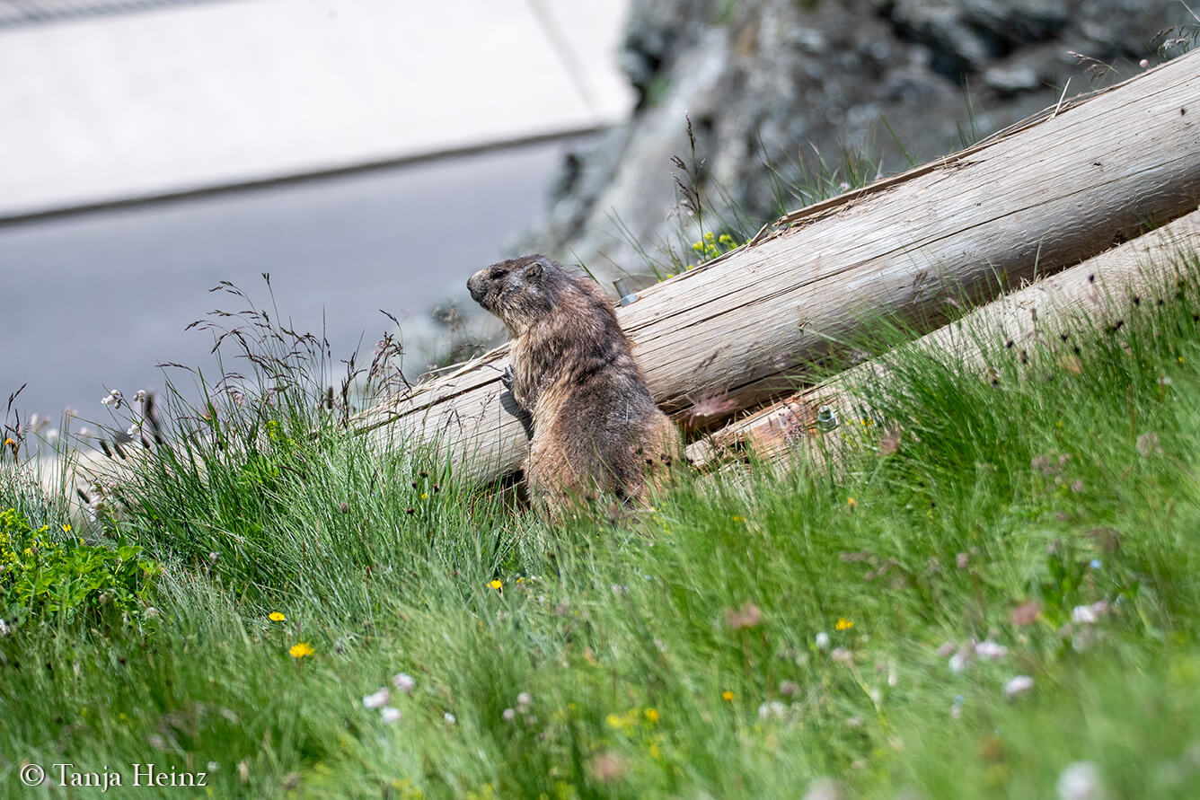 Murmeltiere am Großglockner