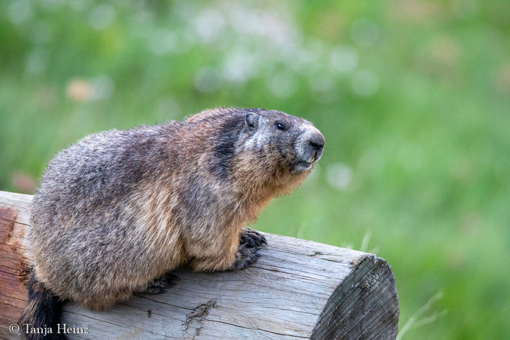 Marmots around the Grossglockner