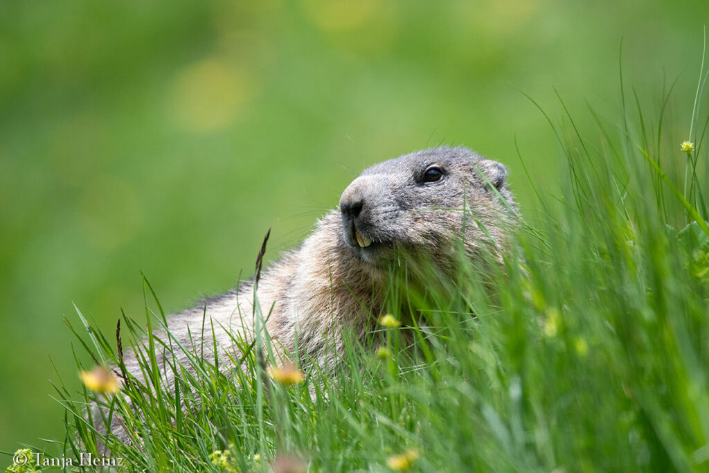 Marmots at the Kaiser-Franz-Josef-Höhe