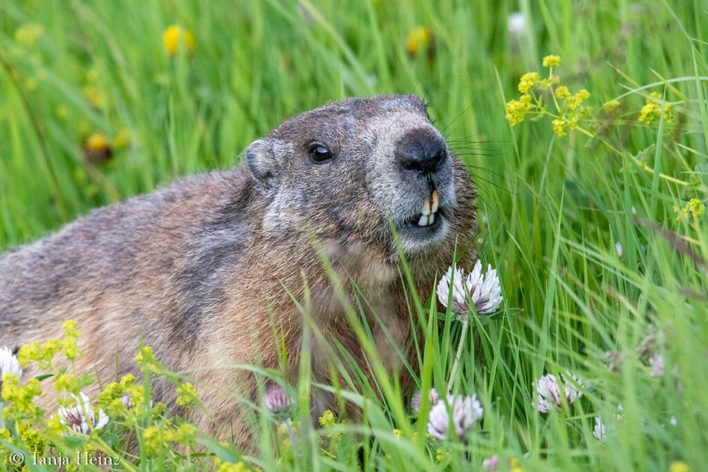 Marmots at the Kaiser-Franz-Josefs-Höhe