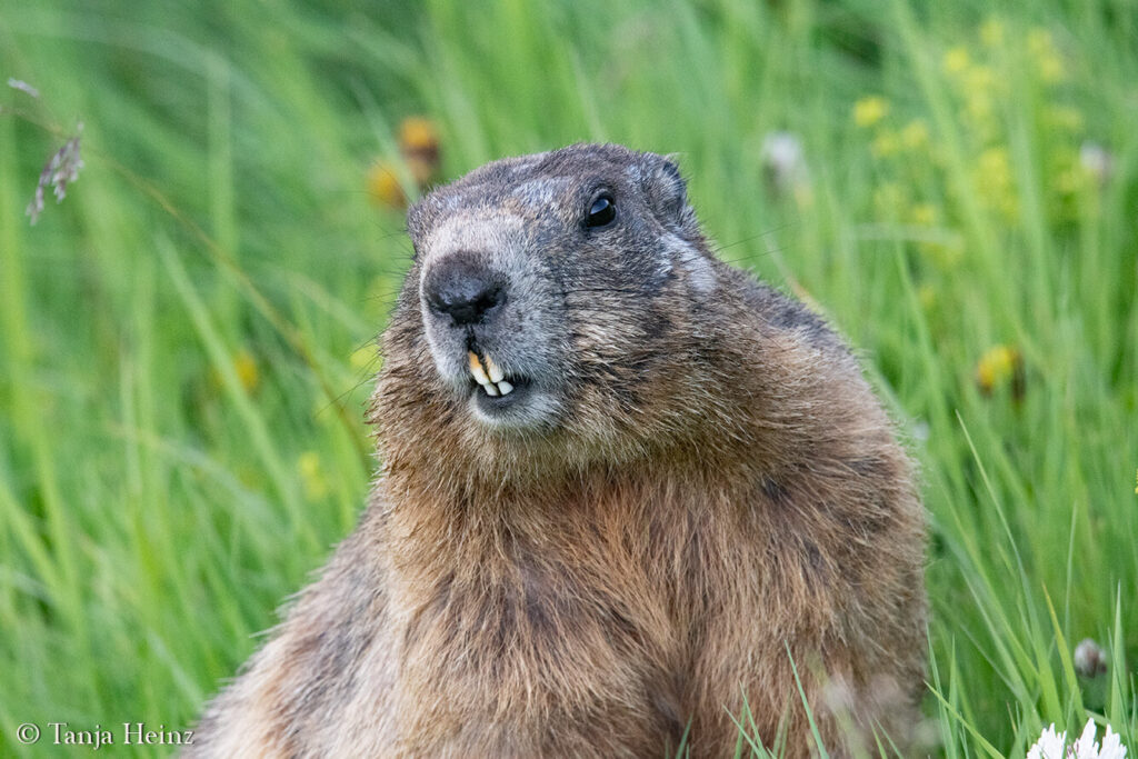 Marmots at the Kaiser-Franz-Josefs-Höhe