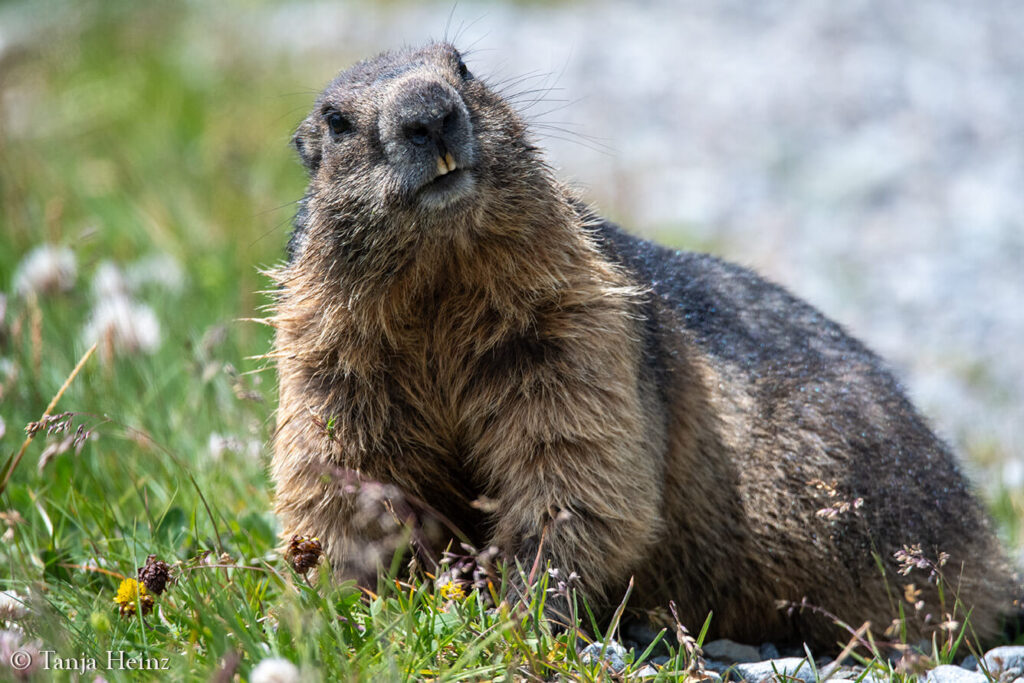 Alpine marmot