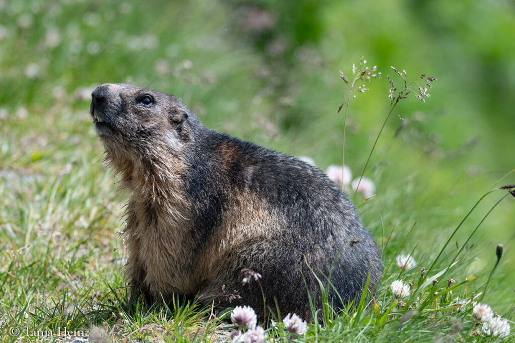 Alpine marmot