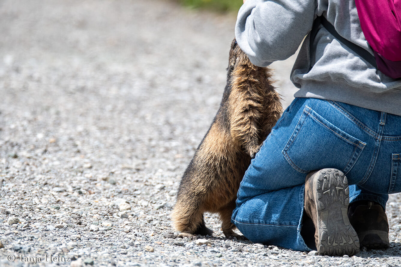 Murmeltiere am Großglockner