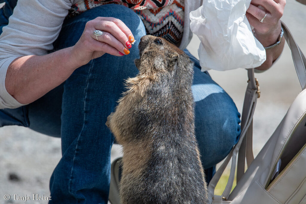 Marmots at the Grossglockner