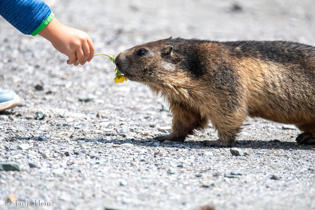 feeding wild animals