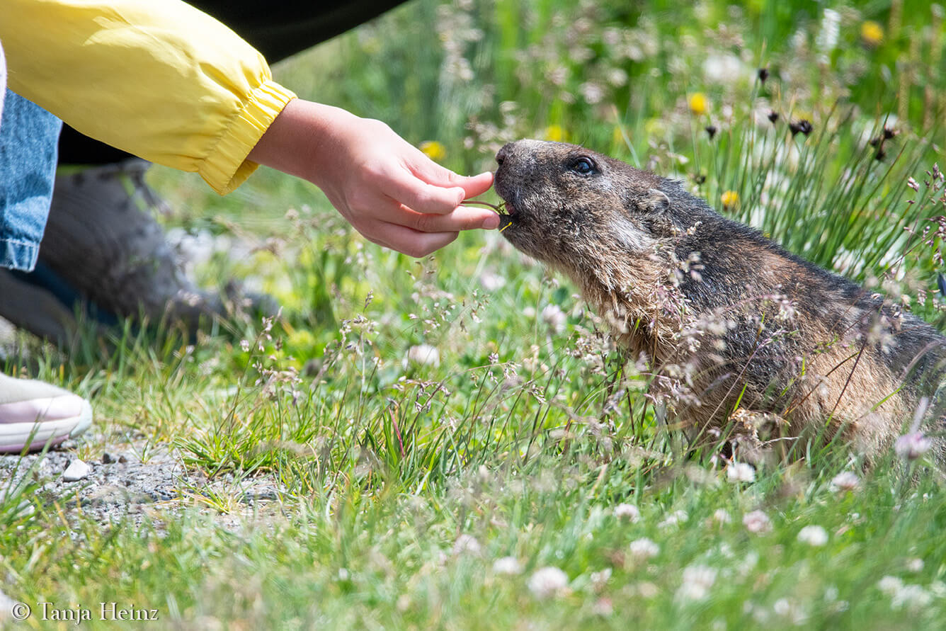 Wildtiere füttern