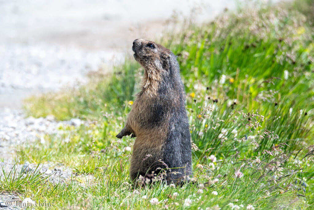 Marmots at the Kaiser-Franz-Josefs-Höhe