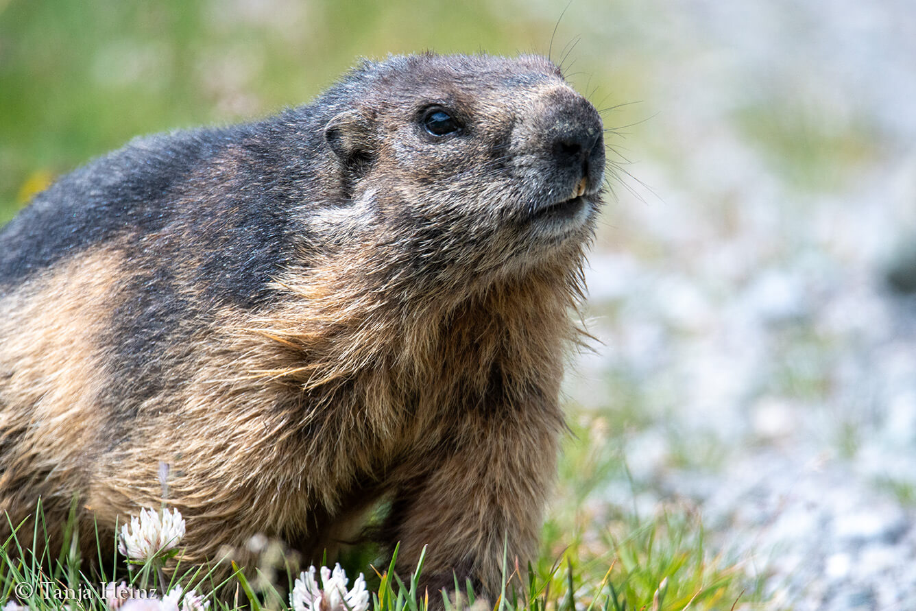 Tiere am Großglockner