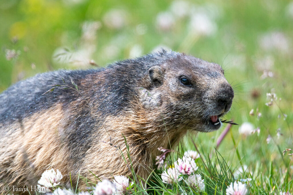 Wildlife at the Grossglockner