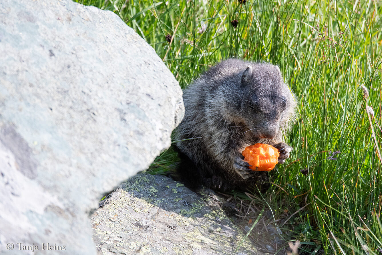 Murmeltiere am Großglockner