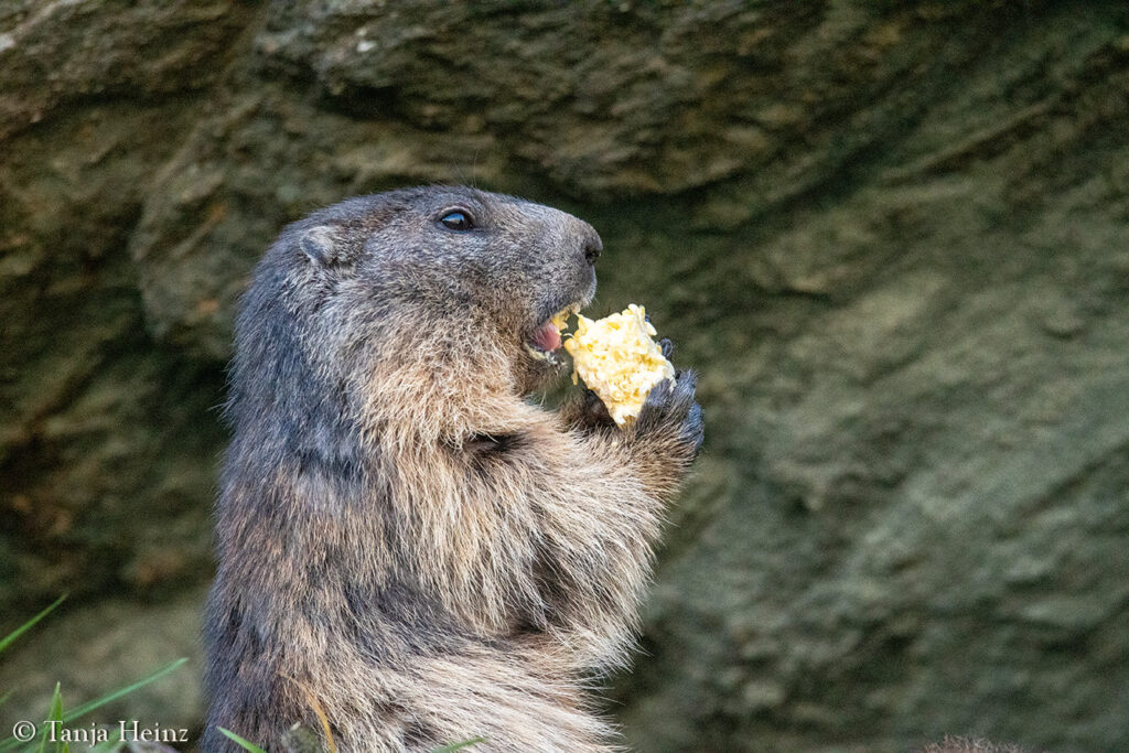 Marmots at the Grossglockner