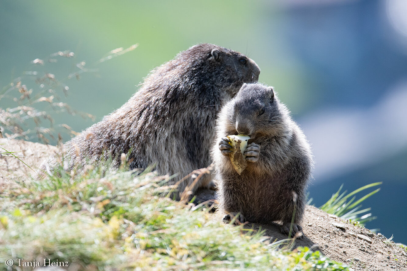 Murmeltiere am Großglockner
