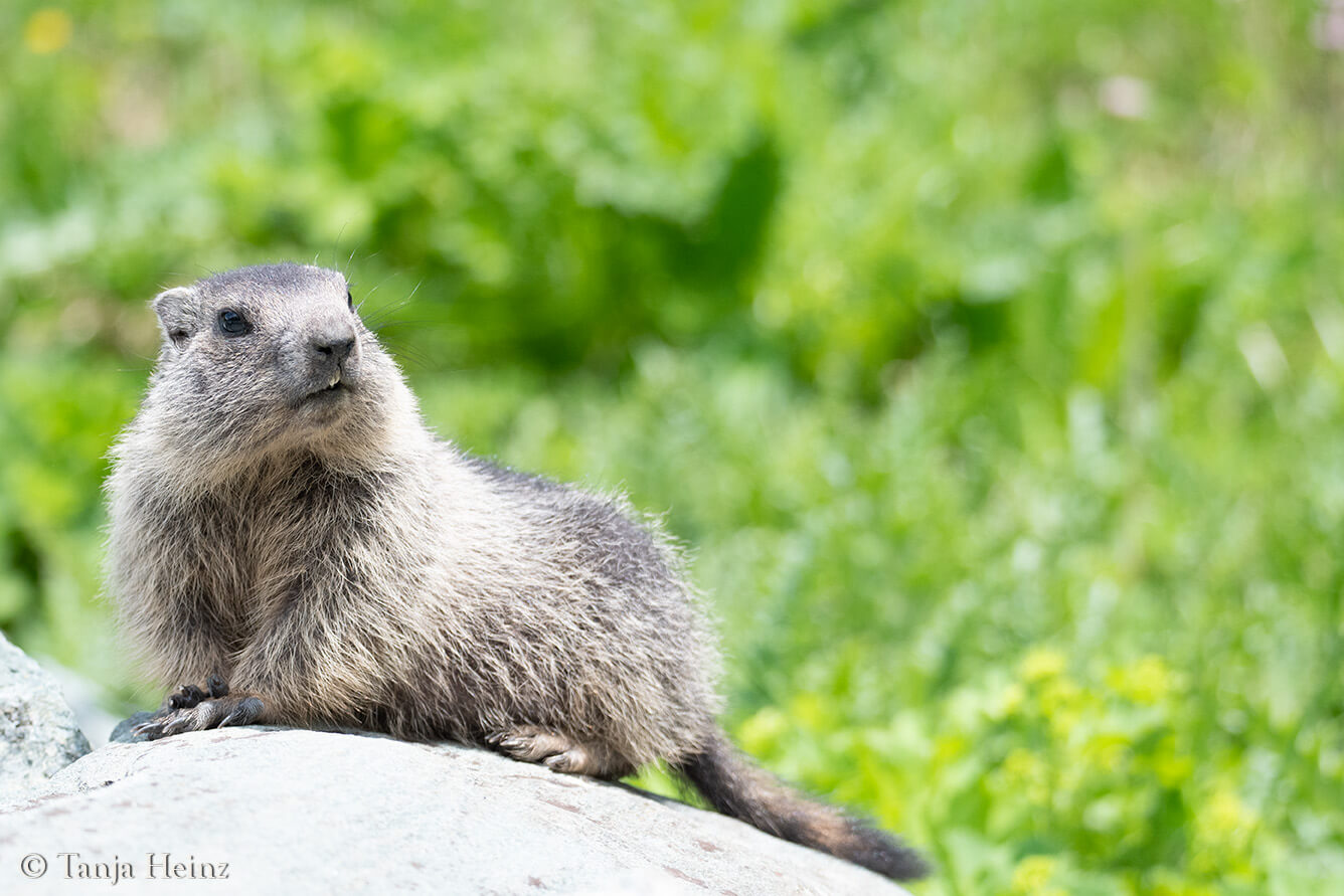 Murmeltiere am Großglockner