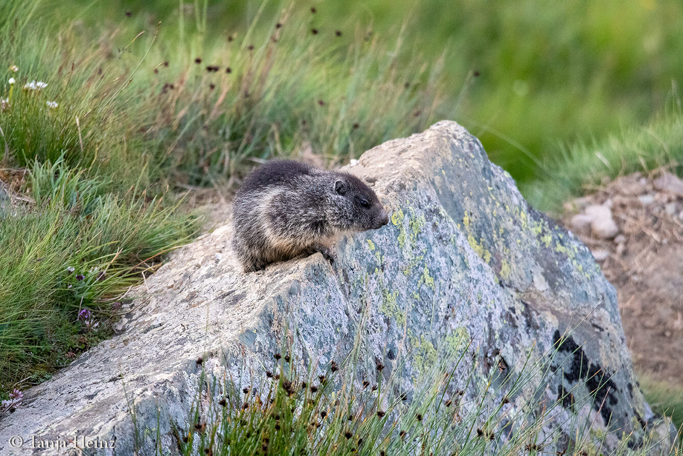 Murmeltiere am Großglockner