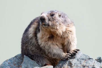 Murmeltiere am Großglockner