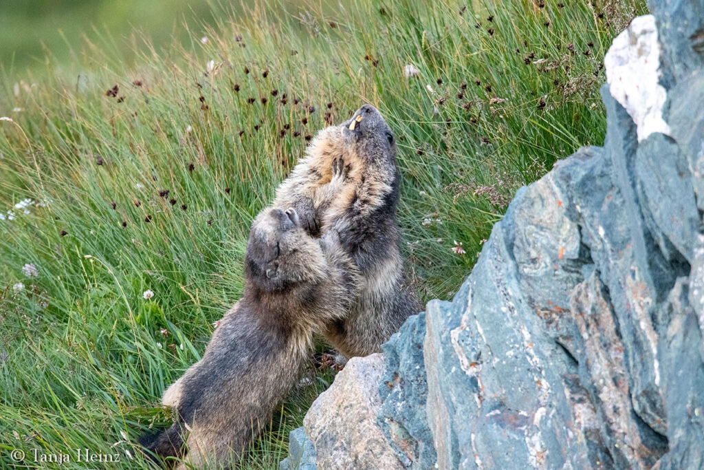 Wildlife at the Kaiser-Franz-Josefs-Höhe