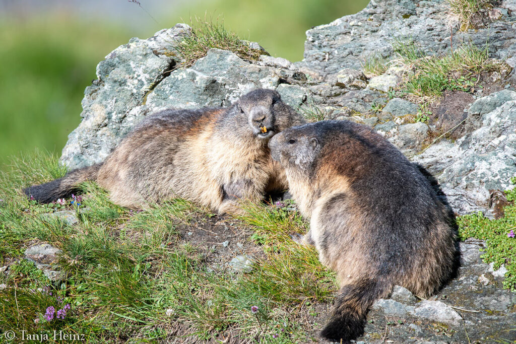 Wildlife at the Kaiser-Franz-Josefs-Höhe
