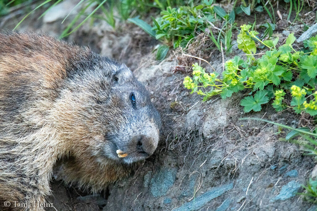 Wildlife at the Kaiser-Franz-Josefs-Höhe