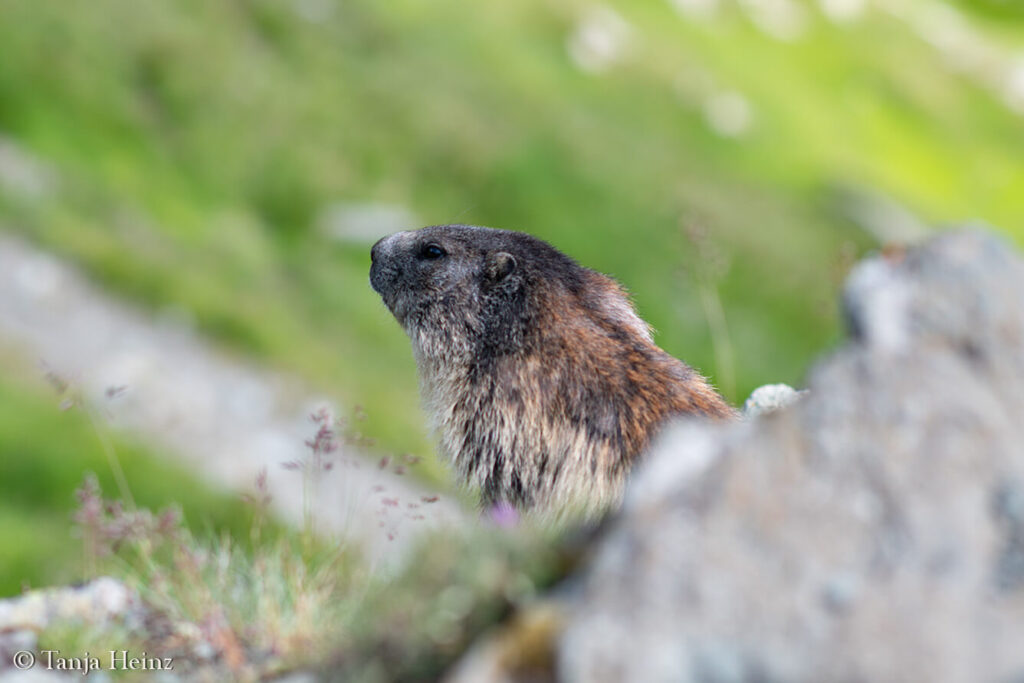 Wildlife at the Kaiser-Franz-Josefs-Höhe