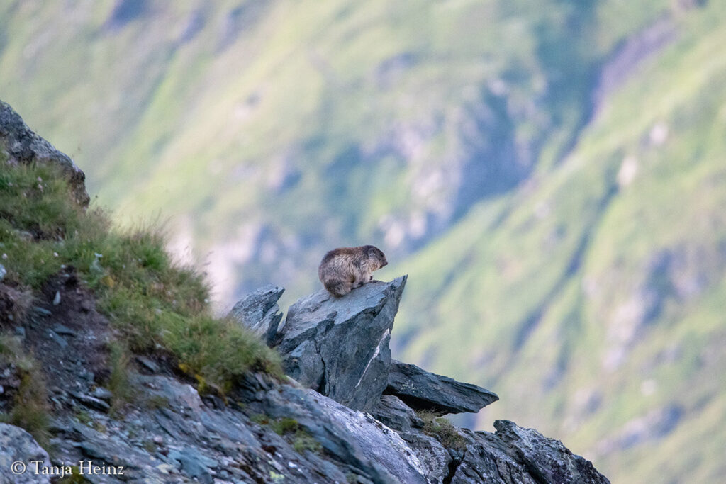 Wildlife at the Kaiser-Franz-Josefs-Höhe