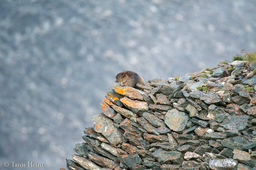 Wildlife at the Kaiser-Franz-Josefs-Höhe