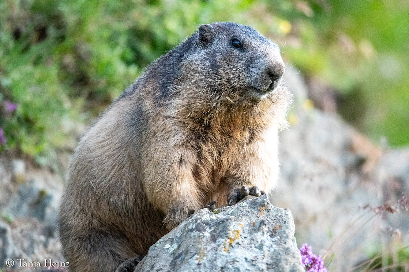 Murmeltiere am Großglockner