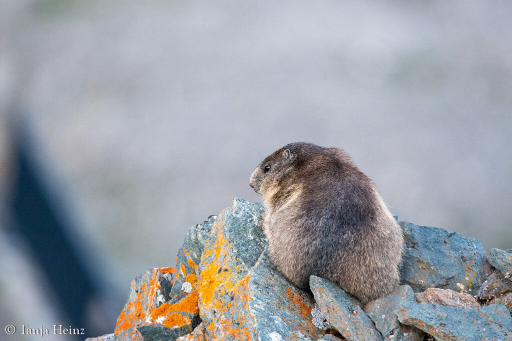 Marmots at the Grossglockner