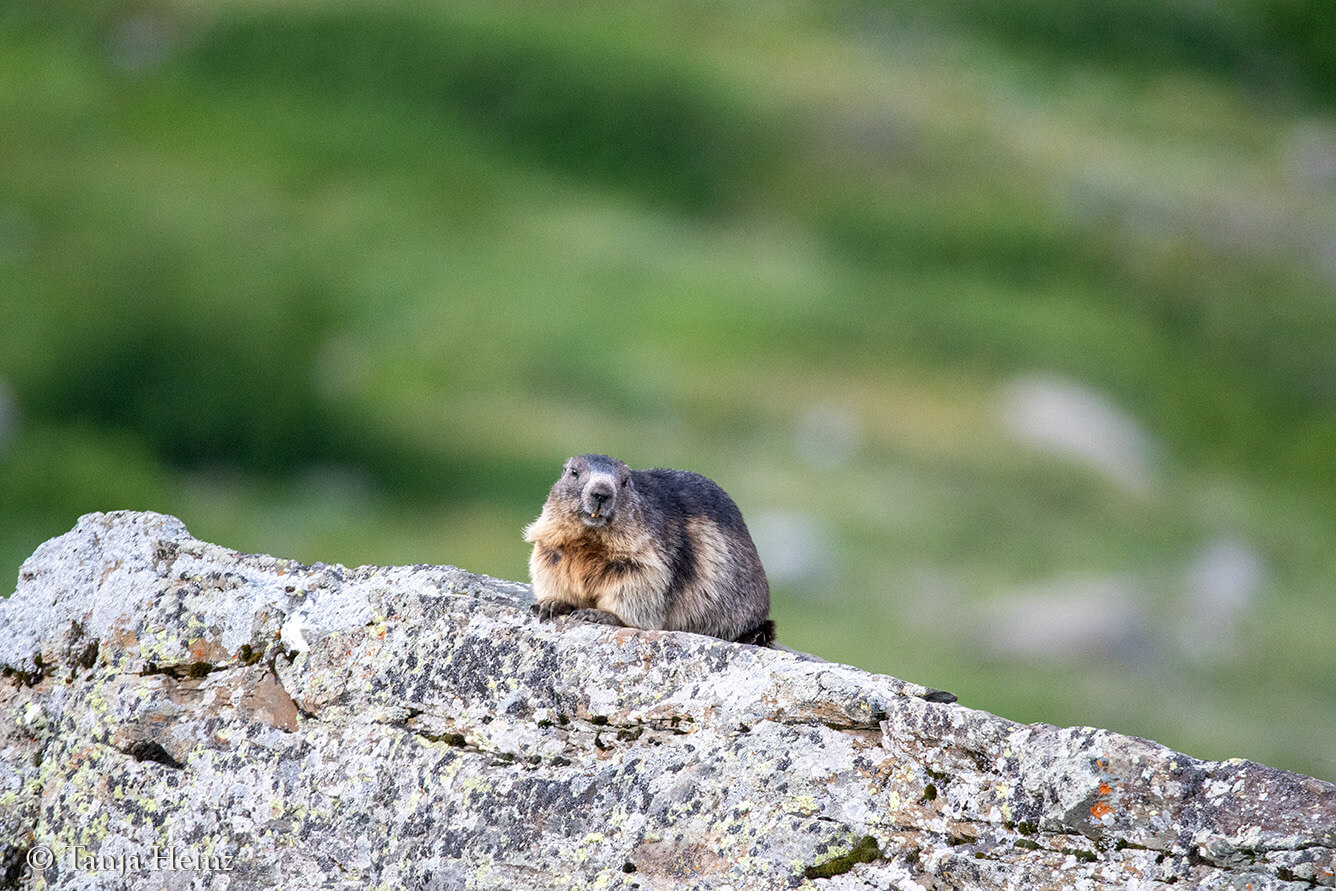 Murmeltiere am Großglockner