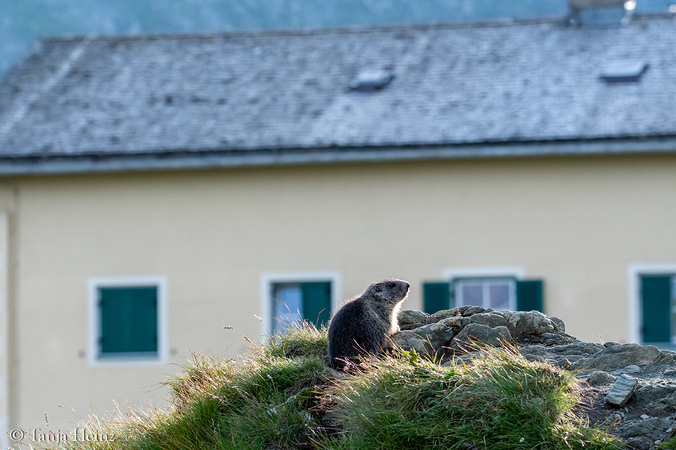 Murmeltiere am Großglockner