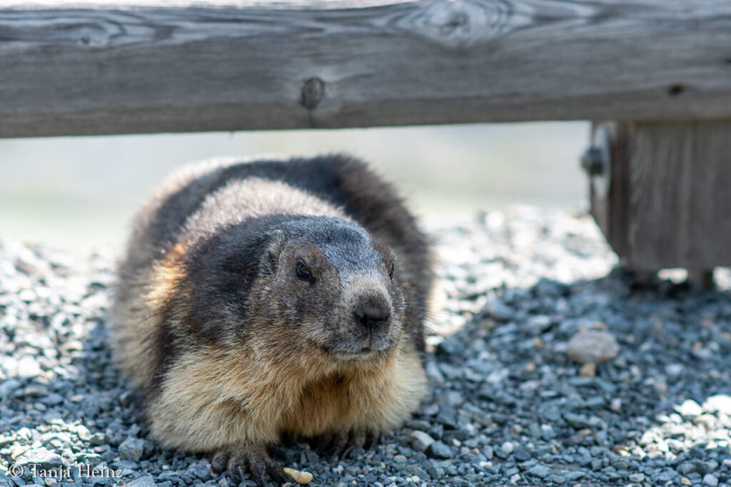 Wildlife at the Kaiser-Franz-Josefs-Höhe