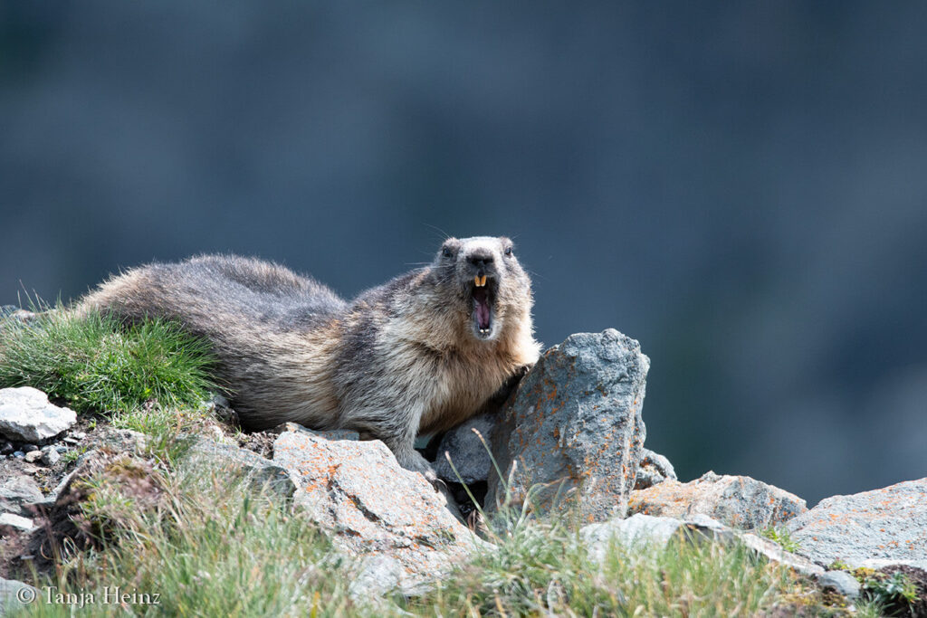 Wildlife at the Kaiser-Franz-Josefs-Höhe