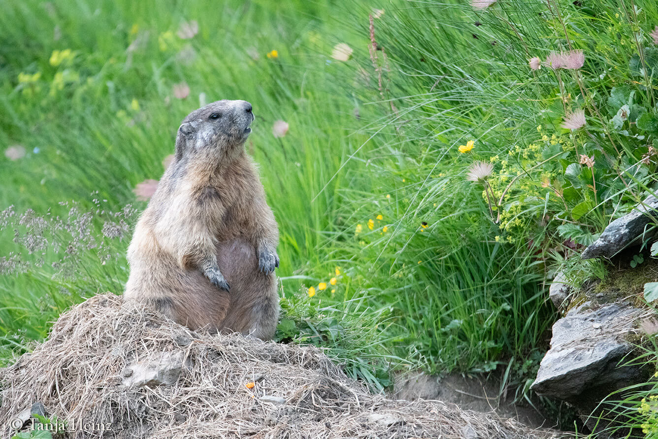 Murmeltiere am Großglockner